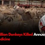 Nearly 6 Million Donkeys Killed Annually for Chinese Medicine