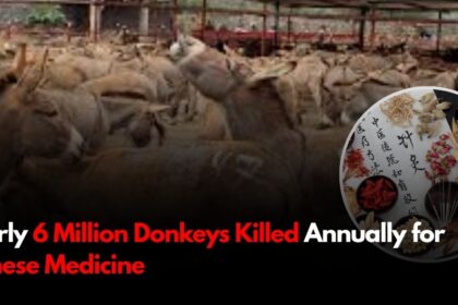 Nearly 6 Million Donkeys Killed Annually for Chinese Medicine