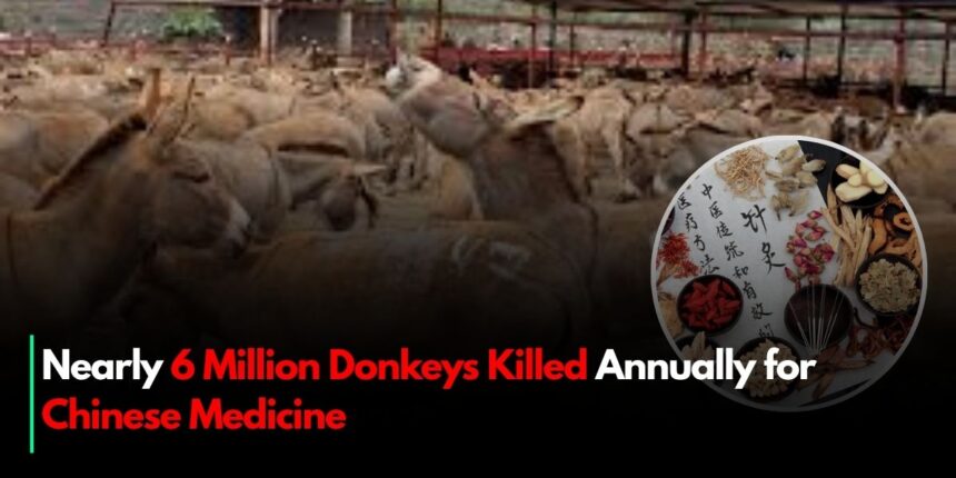 Nearly 6 Million Donkeys Killed Annually for Chinese Medicine