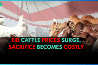 Eid Cattle Prices Surge, Sacrifice Becomes Costly